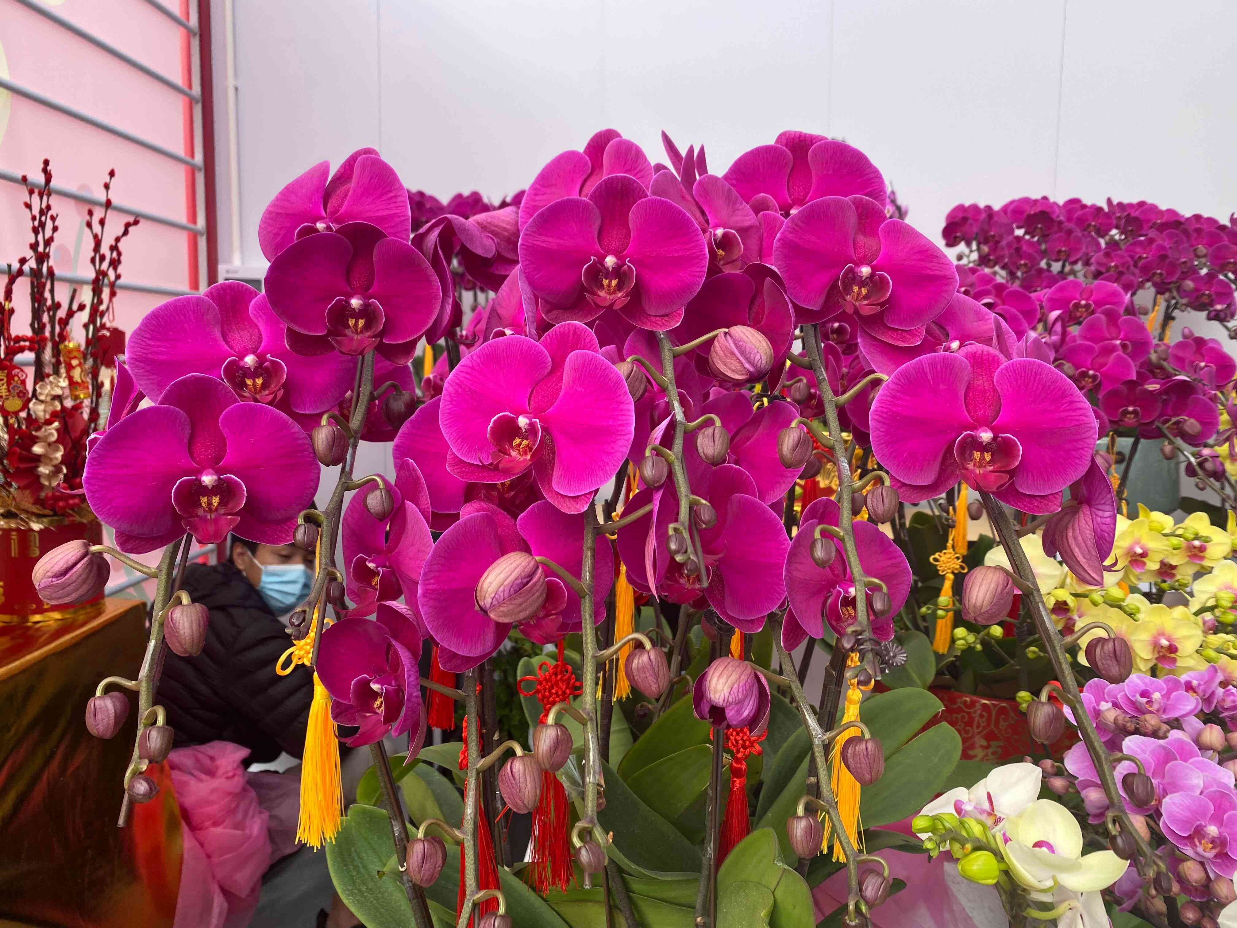 虎年福田过春暖百花开深圳迎春花市1月25日温暖开启