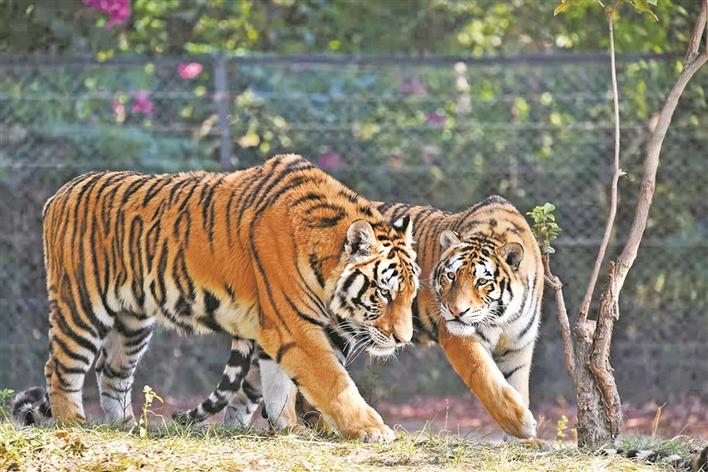 深圳野生动物园虎年来了东北虎