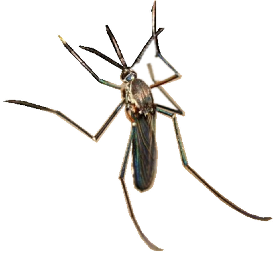 夏天到了感受到被蚊子支配的恐惧了吗