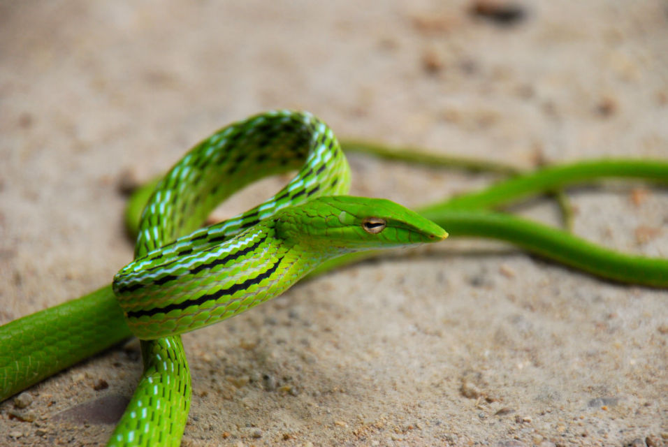 医生表示,李先生是被竹叶青咬伤的,在深圳最常见的蛇是青竹蛇,其次有