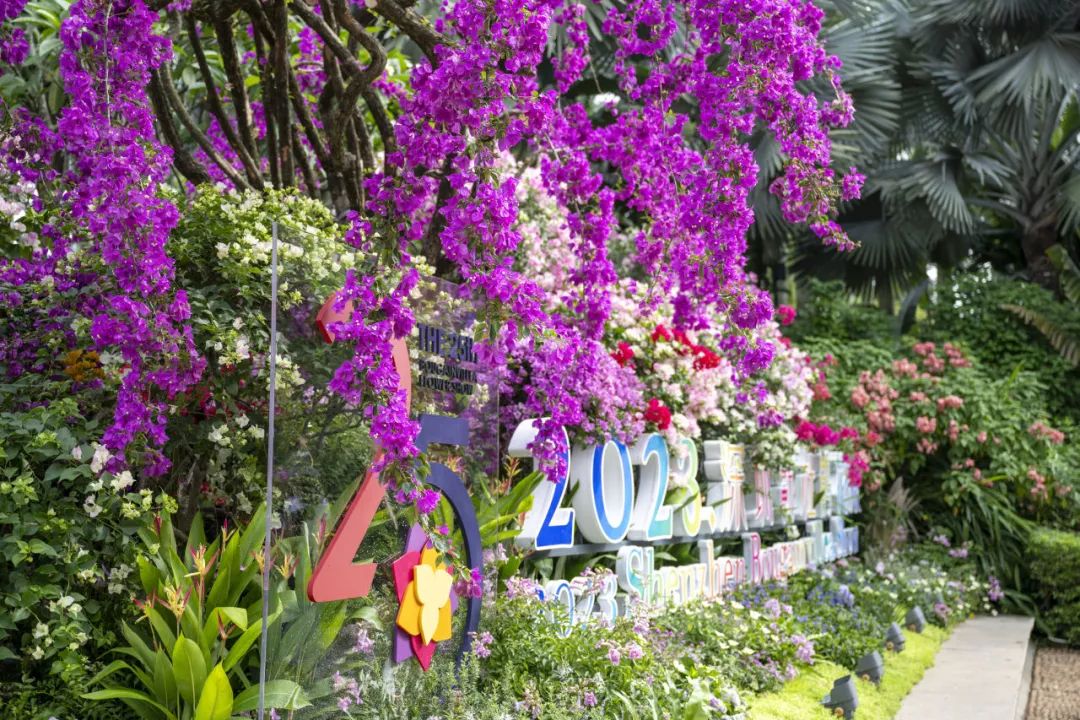 深圳的莫奈花园这里的簕杜鹃花开正好