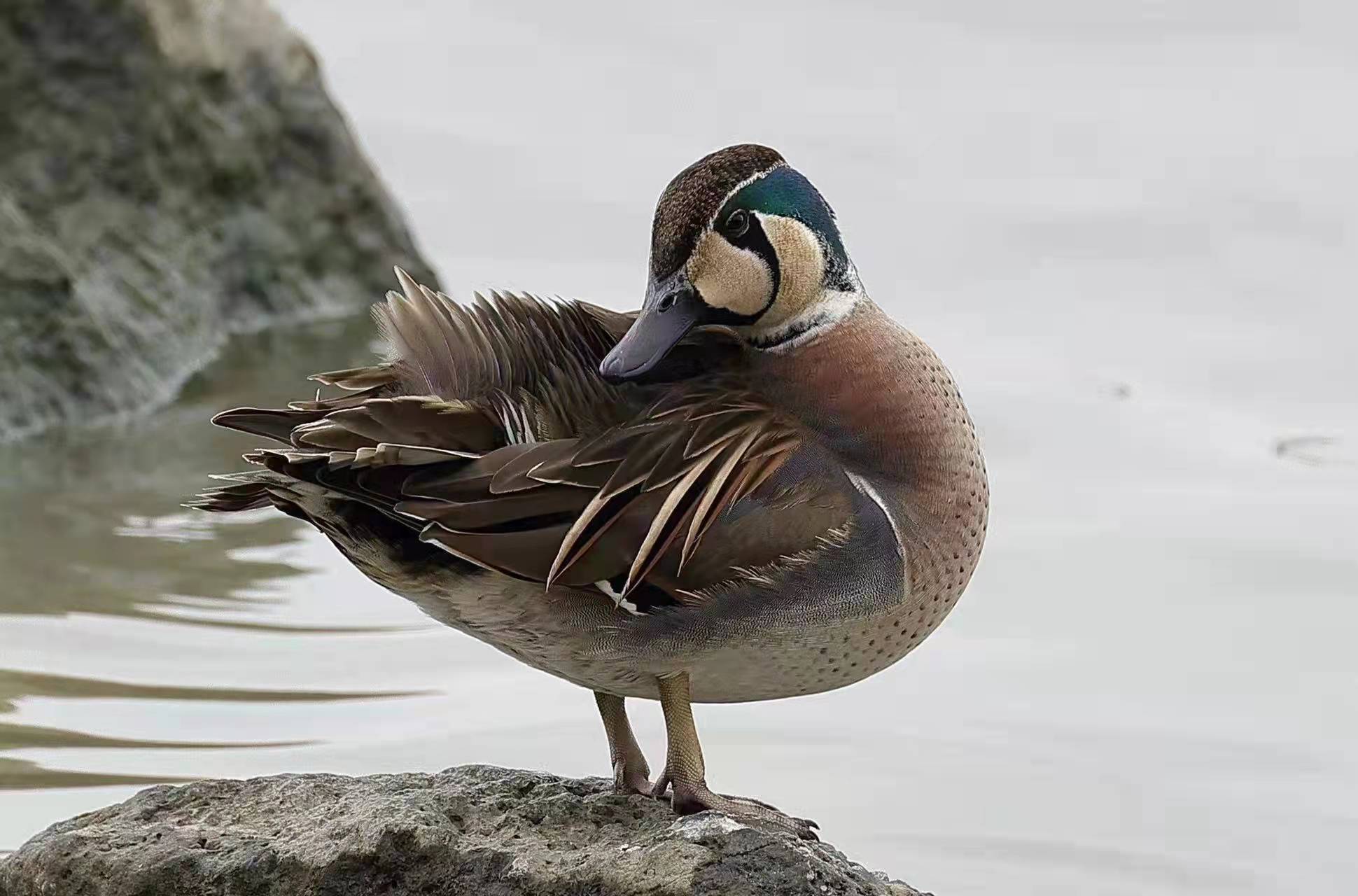深圳湾再迎罕见花脸鸭吸引观鸟爱好者打卡