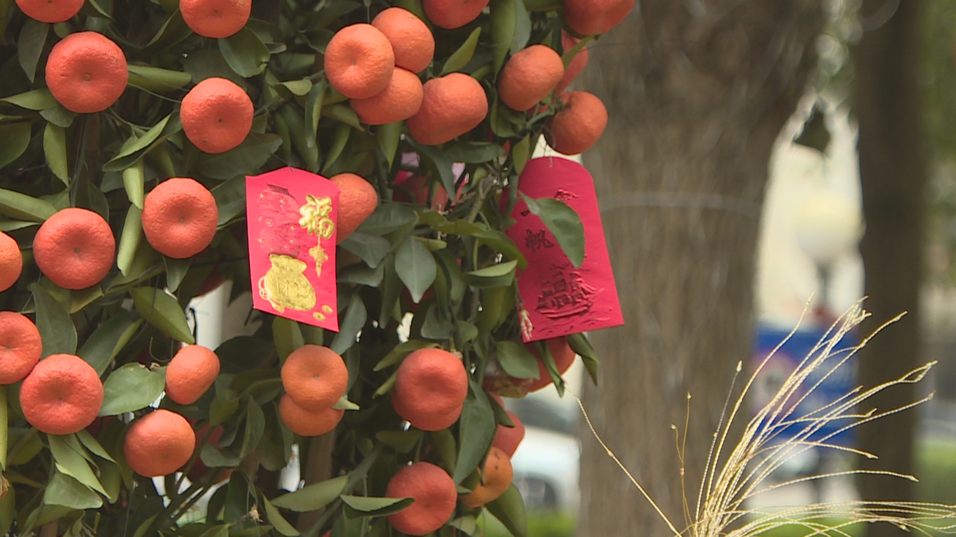 年花年桔别乱扔 分类回收变废为宝