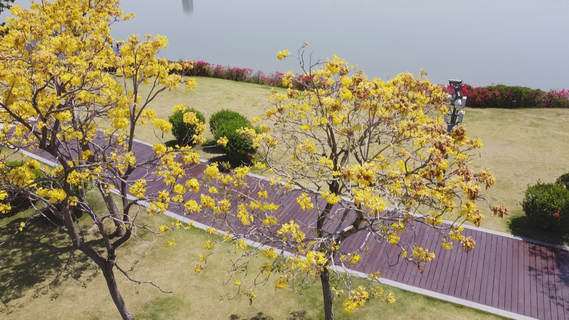 银鳞风铃木绚烂绽放人才公园迎来金色春天