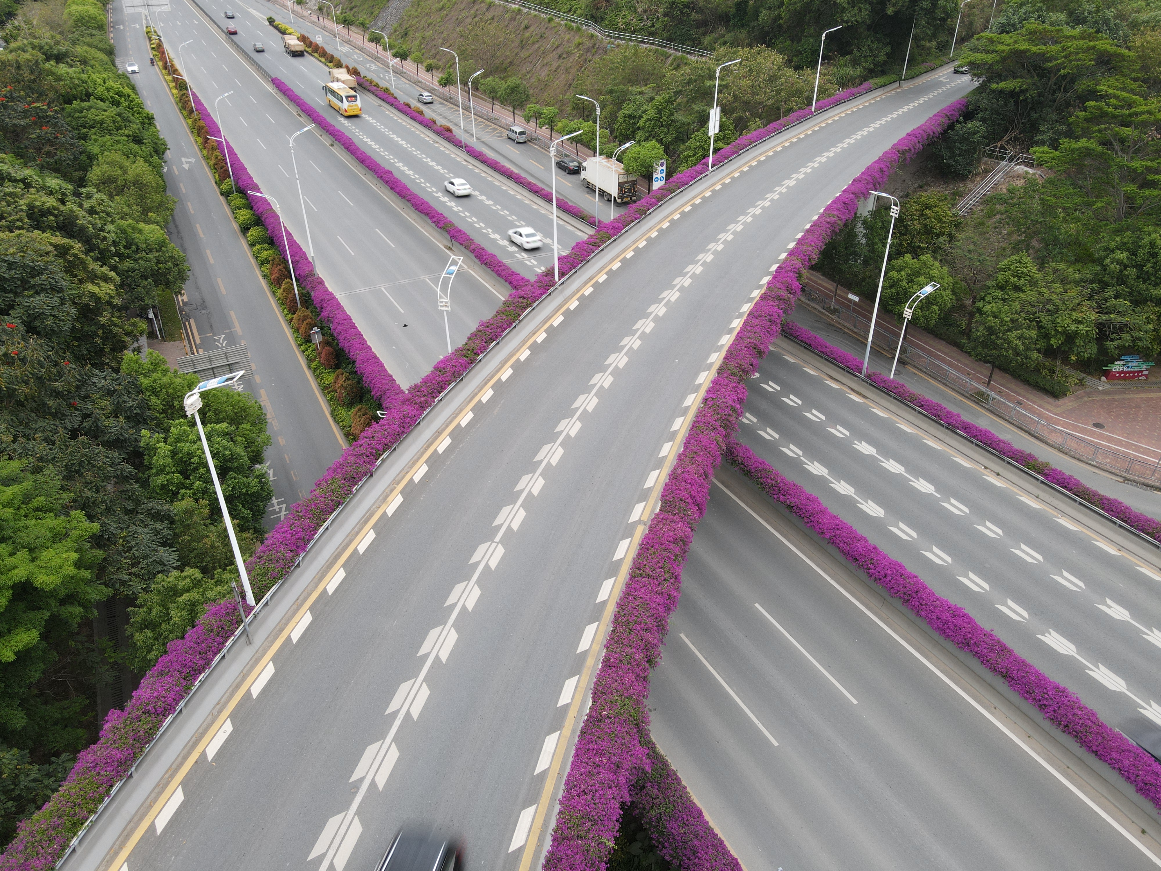 宝安开展桥梁美化簕杜鹃花海装点天桥