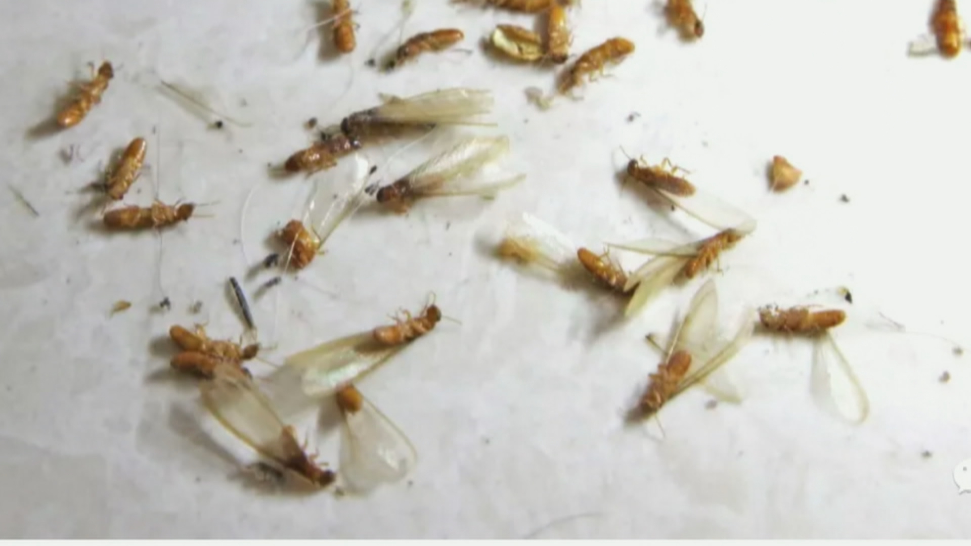 黄翅大白蚁-中国昆虫生态-图片