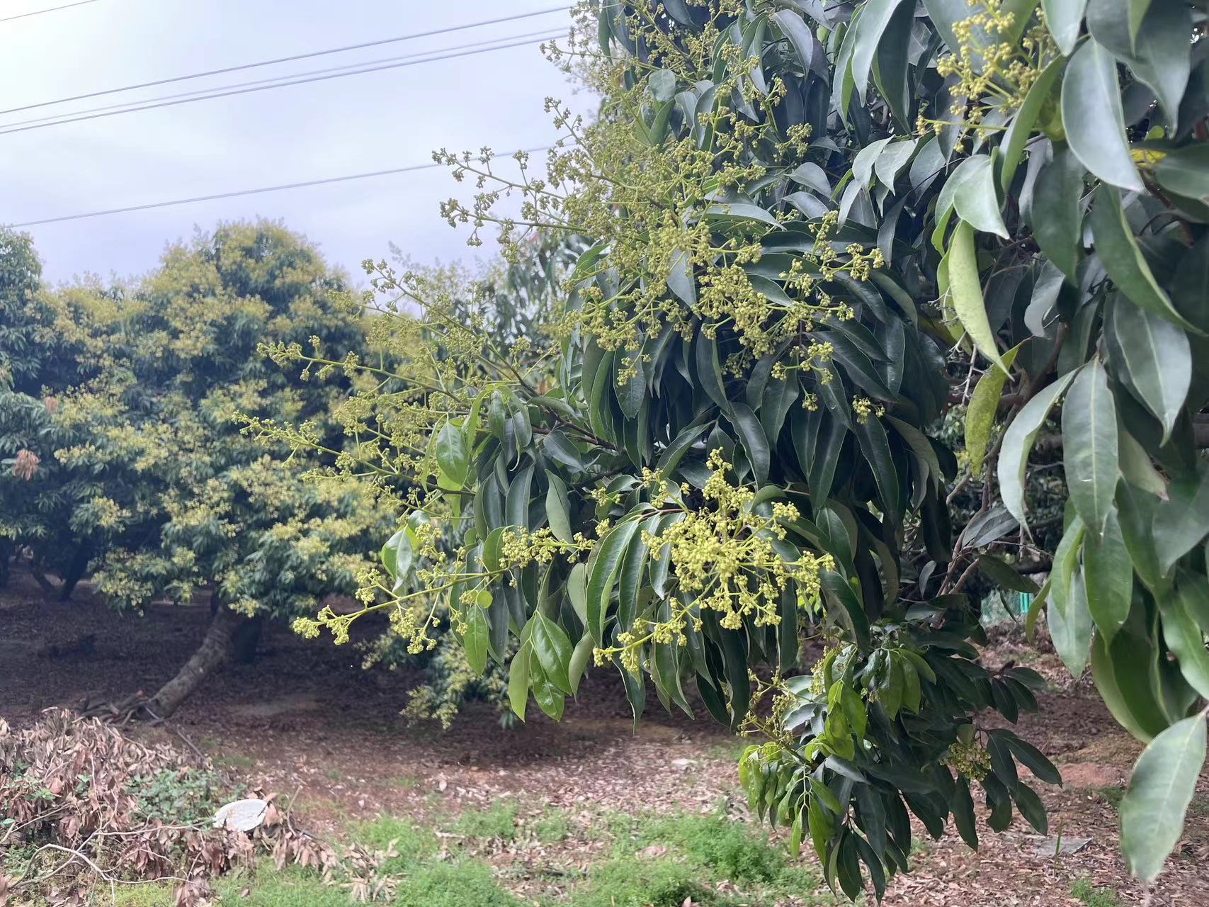 西丽果场荔枝开花 今年有望迎来大年