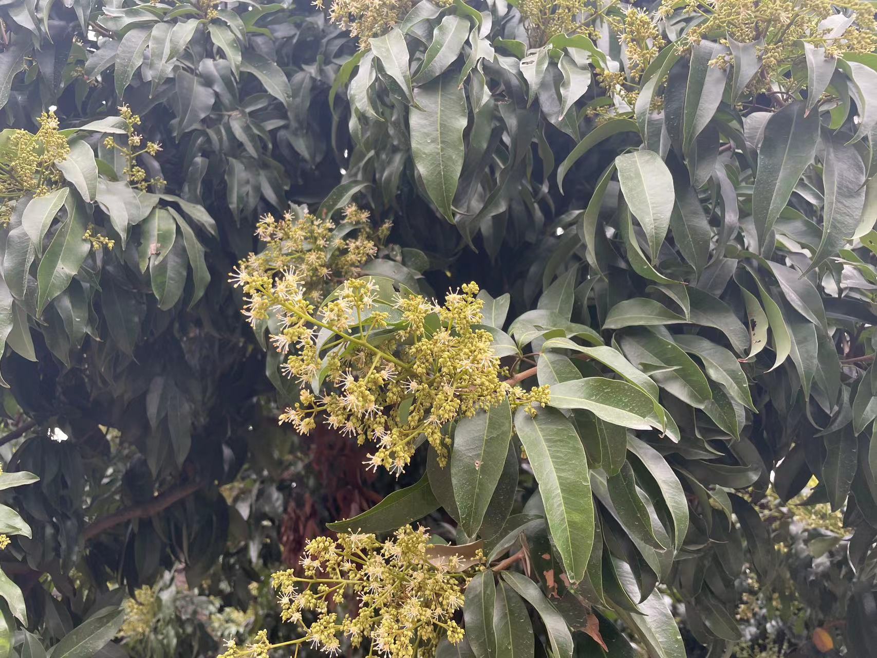 西丽果场荔枝开花 今年有望迎来大年