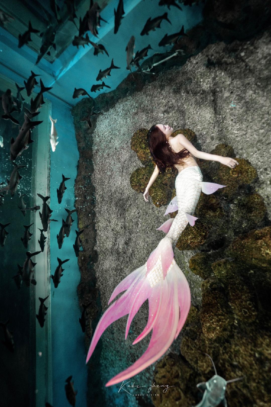 美人鱼秀将惊艳亮相深圳渔博会